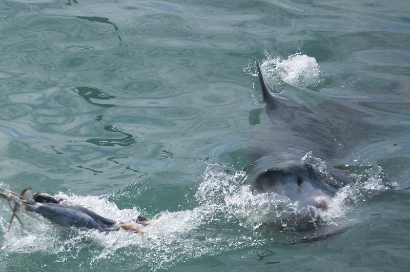 Hermanus: Tiburones y ballenas - Septiembre 2015 en Sudáfrica (8)