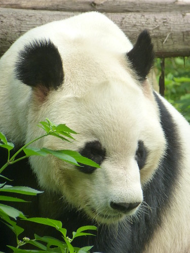 CH-Chengdu-Panda-géant (7)