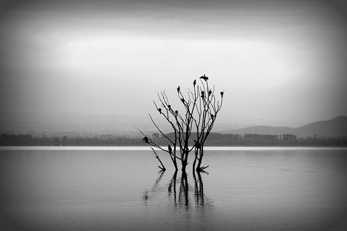 cuckove canon sigma dojran lake cormorants cormorant birds landscape macedonia monochrome 40d emilchuchkov emilchuchkovphotography