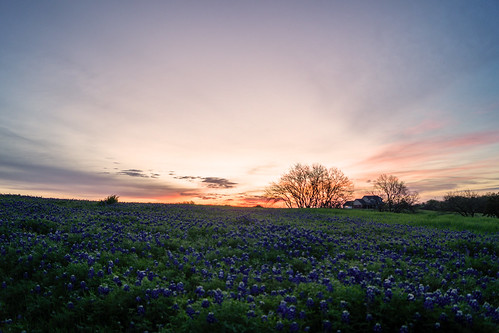 morning flowers sky sunrise spring texas country fields wildflowers bluebonnets