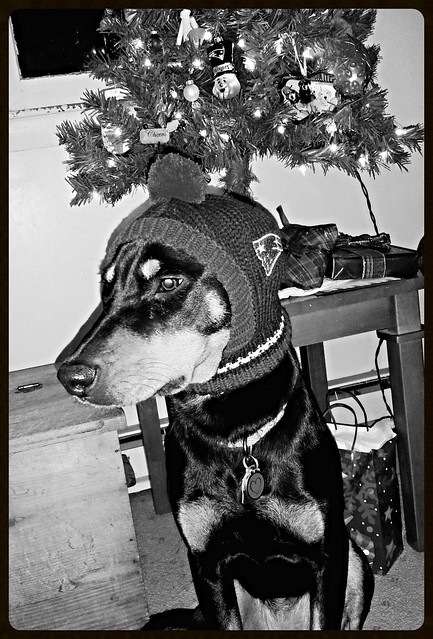 Doberman Puppy Wearing New England Patriots Hat - Lapdog Creations