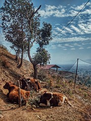 Sunbathing (Brahma Yoga Peeth, Pokhara)