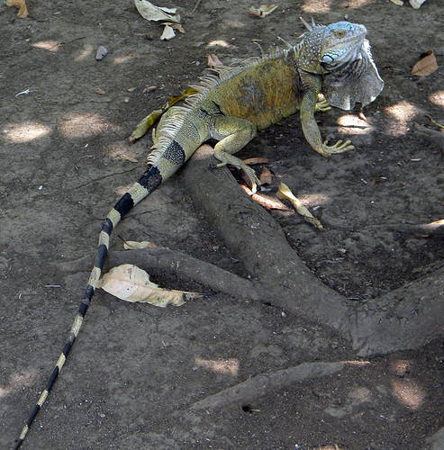 The big old iguana we called El Jefe. He lived in Franklin's backyard in Ostional, Costa Rica