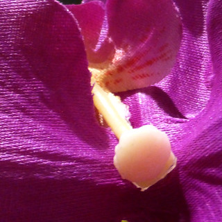 pseudo-orchid