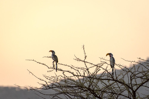 eastafrica kenya safari samburunationalreserve hornbill sunrise sarunisamburu kalamaconservancy vacation samburu dry red samburucounty ke
