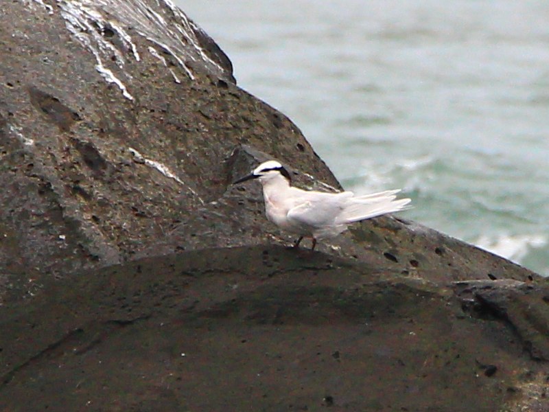 IMG_3380 蒼燕鷗 Black-naped Tern