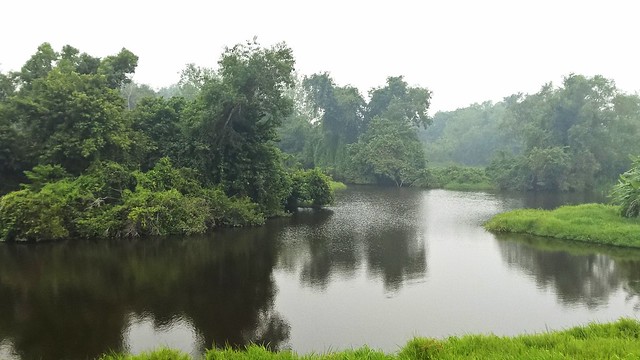 Lake in rainforest (phone camera ver.)