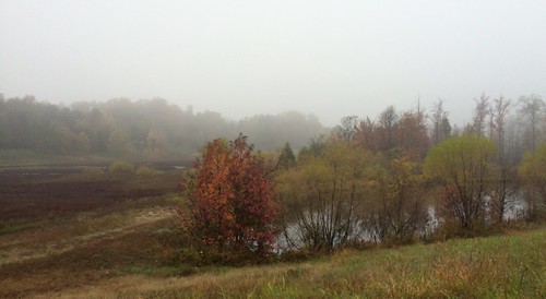 Autumnal marsh in morning fog