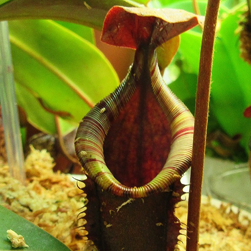 Nepenthes muluensis x lowii