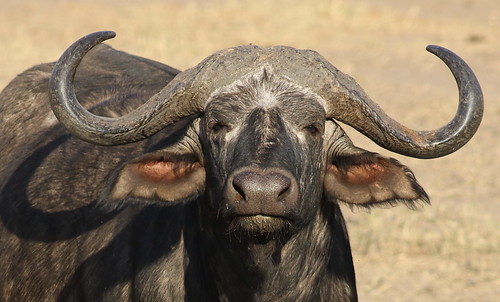 African buffalo or Cape buffalo, Syncerus caffer, with Red-billed Oxpecker, Buphagus erythrorhynchus, at Kruger National Park, South Africa