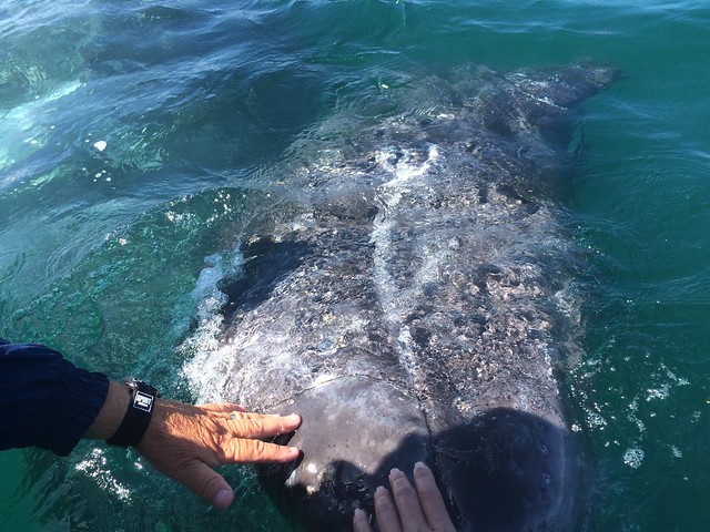 Baja 1159, Part 2 - Now with baby whales! March 10 - 16, 2015.