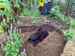skippy digging potatoes d IMG_2946