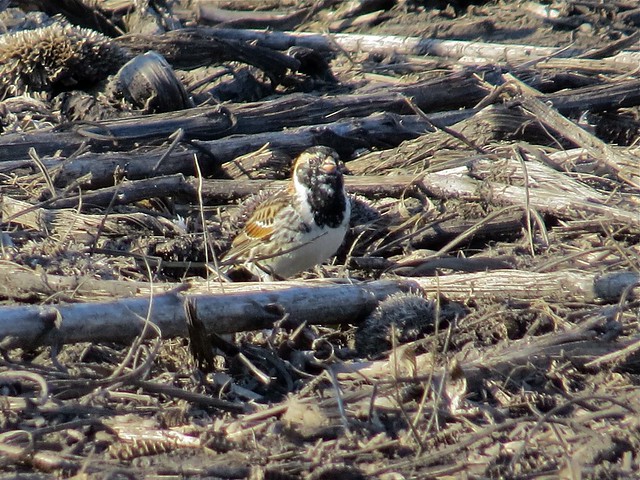 Lapland Longspur in Livingston County, IL 02