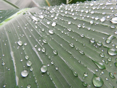 Water on fan palm