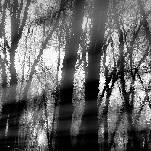 captaindanielwrightwoods d5000 desplainesriver nikon abstract blackwhite blackandwhite branches bw distortion forest landscape light monochrome natural noahbw reflection river shadow square trees water winter woods