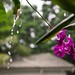 Orchid in the rain, too. Shot by #alcaudullo with #Samsung #nx1