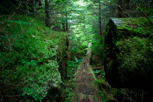 tree green alaska wales island moss log rainforest pacific northwest prince trail craig southeast lush pnw