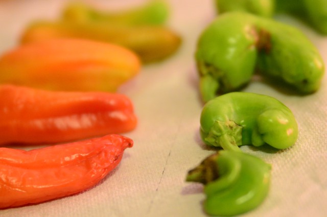 a rainbow of peppers