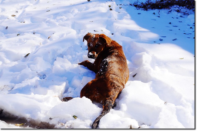 A lazy dog on the snow