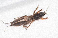 Mole crickets; front limbs highly modified for digging