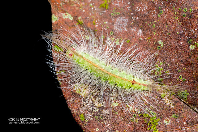 Caterpillar - DSC_4338