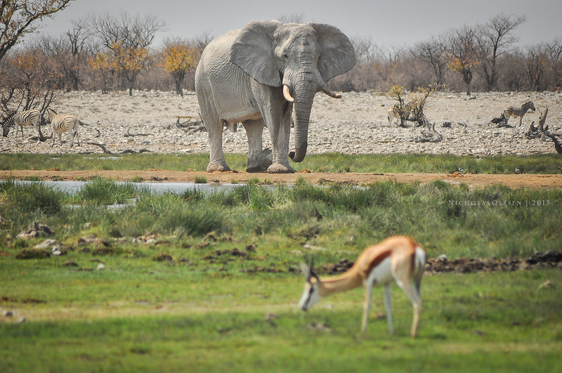 Etosha National Park - Elephant