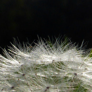 late dandelion