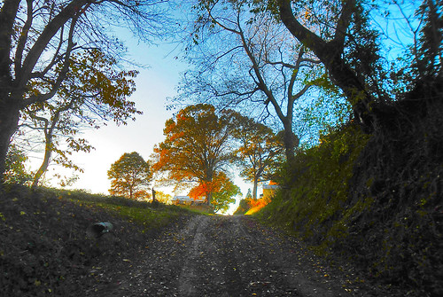 road autumn trees fall beautiful forest landscape virginia woodlands outdoor fallcolors foliage va serene kinggeorgecounty