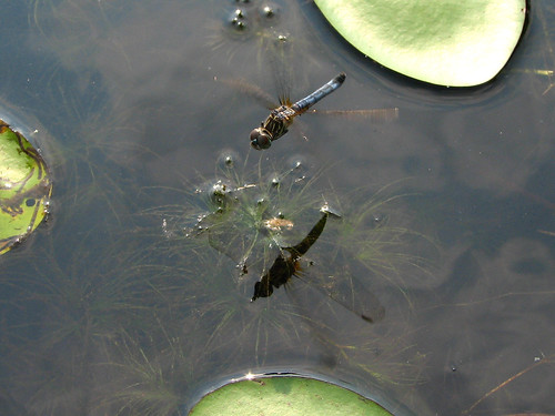 reflection water mississippi insect flying dragonfly swamp noxubeerefuge refuge odonata noxubee bluedasher pachydiplaxlongipennis loakfomalake rogersmith noxubeenationalwildliferefuge