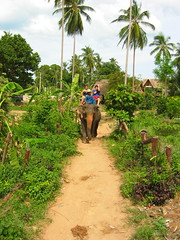 Koh Samui Island Safari And Elephant Ride