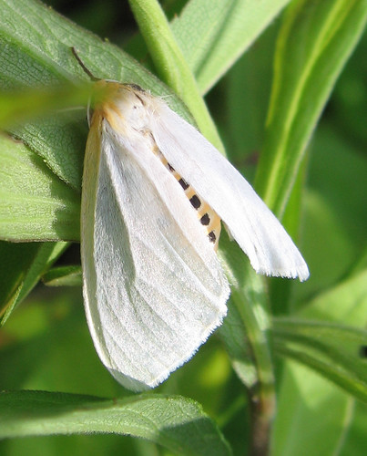 white june fauna insect newjersey small moth nj lepidoptera arctiinae dorsal eastbrunswick bmna erebidae eastbrunswickbutterflypark arctiini noctuoidea delicatecycnia cycniatenera cycnia