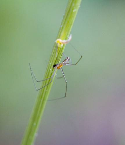 20d nature animal fauna digital canon eos spider bokeh arachnid utata audentes