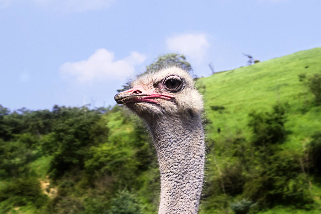 Ostrich Portairt(Camel Bird)