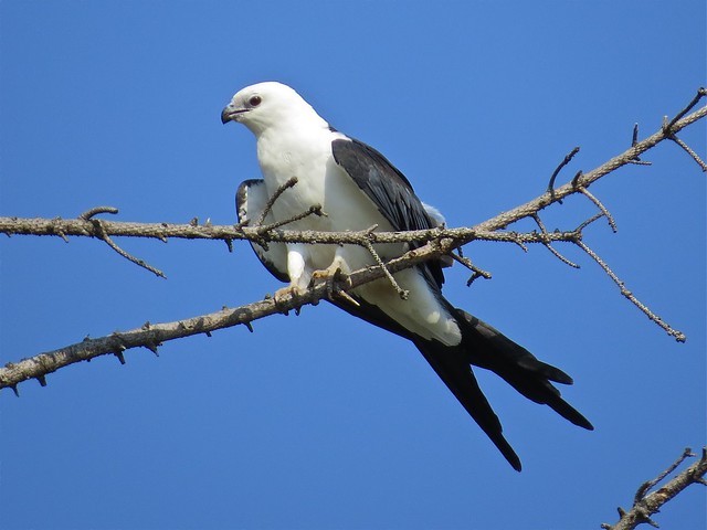 Swallow-tailed Kite in Champaign, IL 07
