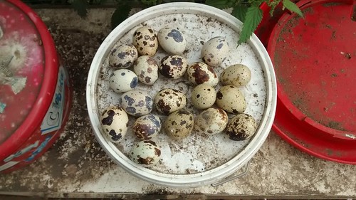 quail eggs Aug 15