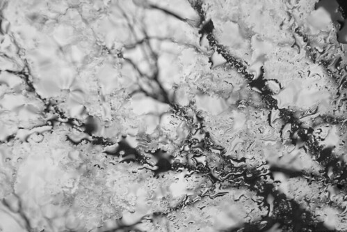 rain glass raindrops soak soaked tree trees texture abstract branches branch water wet rainy weather cold damp dreary inside lookingout look watch black white blackandwhite bw blackwhite monochrome contrast tone tones seethrough window