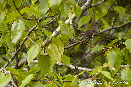 canada bird wildlife birding newbrunswick ornithology birdwatching oiseau drummond faune ornithologie northernwaterthrush parulinedesruisseaux