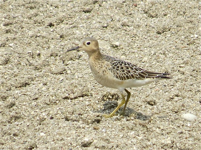 Buff-breasted Sandpiper at El Paso Sewage Treatment Center in Woodford County, IL 13