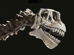 Crâne de Camarasaurus dans la salle des Origines (Musée des Confluences, Lyon)