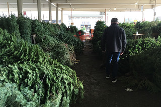 Christmas 2015 - Christmas tree hunting
