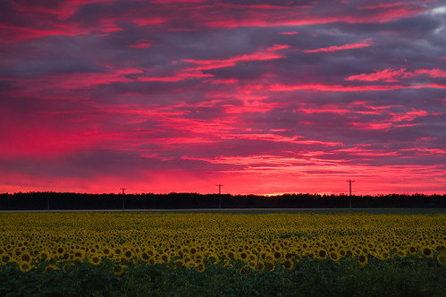 sunset canada typography manitoba sunflowers prairie gimli clandeboye
