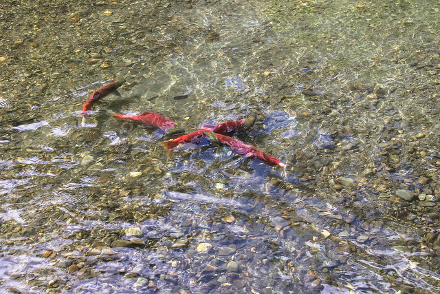 Sockeye Salmon spawning