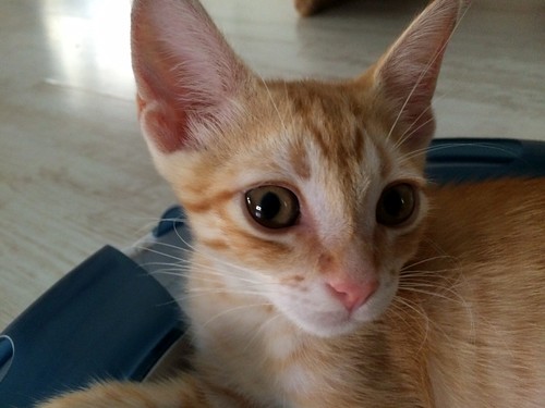 Kuga, gatito naranja ojos miel nacido en Julio´15, en adopción. Valencia. ADOPTADO. 20882304759_63a4fb8034