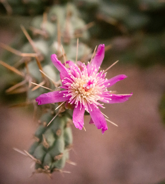 cactus flower