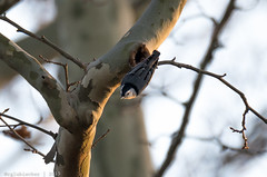 White-breasted Nuthatch - 1