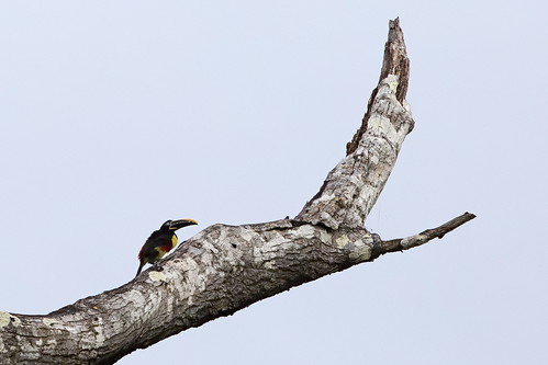 chestnut-eared aracari