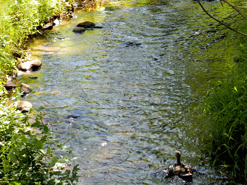 usa water minnesota river duck stream walker