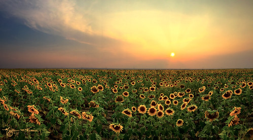 sunset colorado denver sunflowers iphone anglesedges martinwitt
