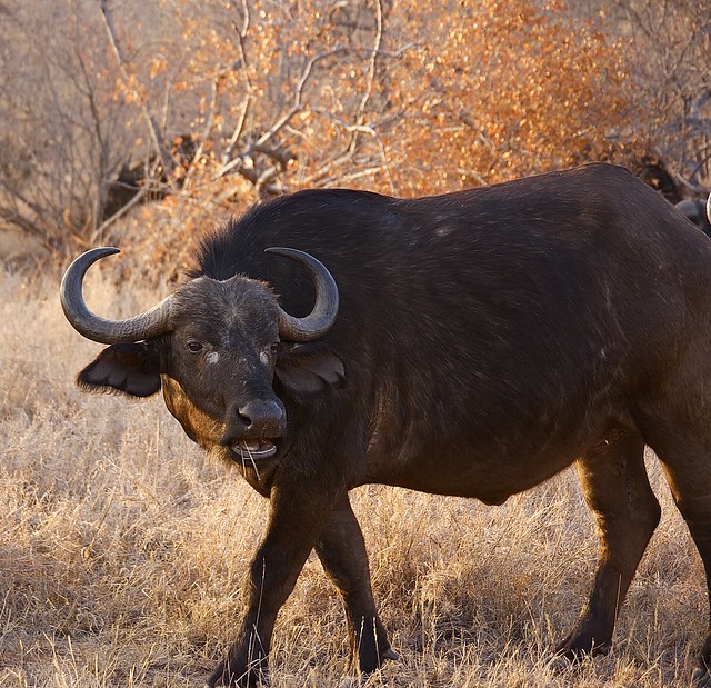 Buffalo in Balule Game Reserve