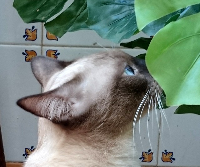 Sting, gato siamés de ojazos azules excelente compañero, nacido en Agosto´13, en adopción. Valencia. ADOPTADO. 21828056858_26a3a125e0_z